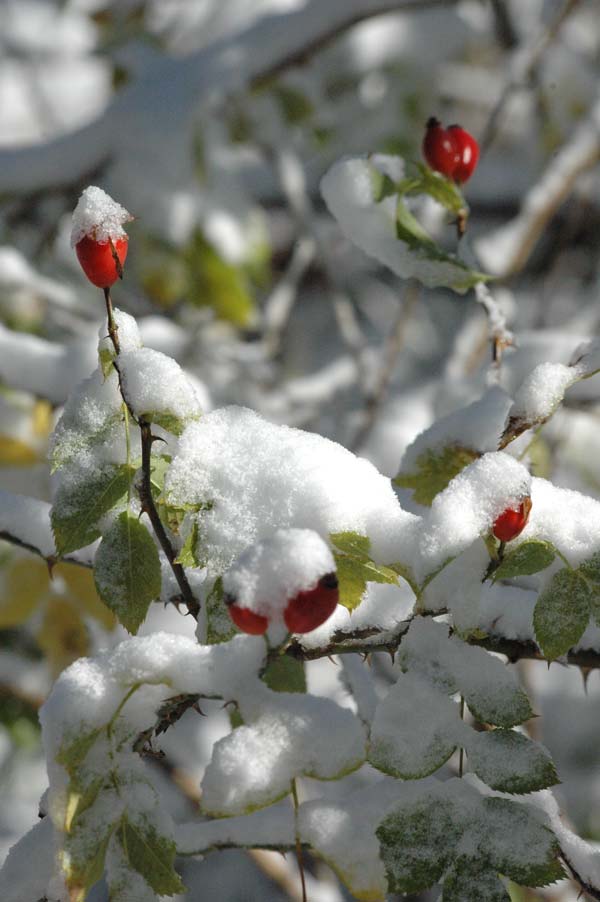 Baies rouges sous la neige en hiver, par Yuluka