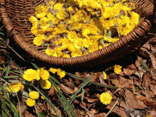 Tussilage dans un panier